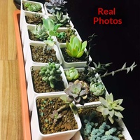 Pot de culture universel en plastique épaissi, durable et respirant pour plantes succulentes et semis - Vente en gros