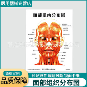 Diagrama de Distribución de Vasos Sanguíneos Faciales de Suqian Kewo 59, Póster de Referencia para Cirugía Estética - Product Image 5