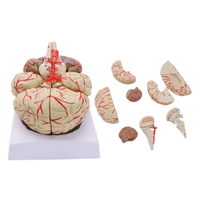 Modello anatomico del cervello umano staccabile, modello delle regioni del cervello codificate a colori e dei vasi sanguigni cerebrali per l'insegnamento della neurologia medica