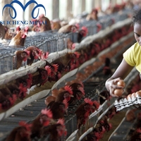 Cage à poulets de type 4, 128 à 160, pour élevage de volailles pondeuses, marché africain