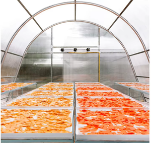 Séchoir solaire à économie d'énergie et haute efficacité pour légumes et fruits - Product Image 3