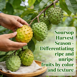 Huile de Graviola 100% Pure et Biologique du Fabricant, Huile de Corossol Biologique en Gros, Huile de Nigelle Biologique, Marque Privée - Product Image 3