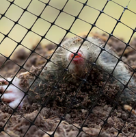 Filet de clôture de jardin en plastique PP BOP robuste |   Protection contre les oiseaux et les taupes, résistante aux UV, découpe sur mesure pour pelouses, cultures et champs