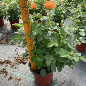 Rose Chinensis, rosier à fleurs, variétés mélangées, différentes tailles, plantes <span class=keywords><strong>vivaces</strong></span>, aménagement paysager, rosier ornemental en pot, bonsai - Product Image 4