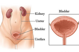 10 pièces pack North Moon vente en gros 100% Original Yoni perles détox point propre yoni détox perles à base de plantes <span class=keywords><strong>tampon</strong></span> bien-être - Product Image 5
