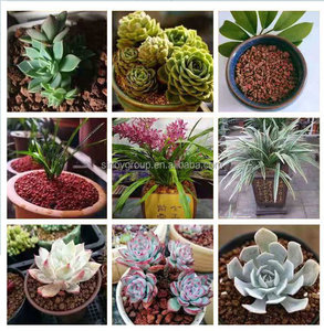 Pierre ponce volcanique noire - Product Image 6