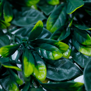 Cây xanh dọc vườn cây thường xuân cây xanh tường trang trí trang trí cây nhân tạo - Product Image 5