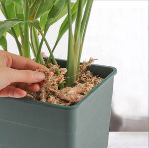 100% Oragnic天然野生細工のサンドライミズゴケ植物用格安価格様々なサイズカスタマイズ可能 - Product Image 3