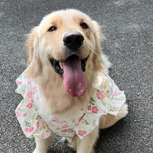 Mignon grand chien gilet été robe pour animaux de compagnie pour chiens moyens à grands, Golden Retriever, Labrador, Samoyède, vêtements de protection solaire minces - Product Image 3
