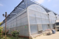 ZHUOTAI Bâche en film plastique multi-chapelles sur mesure, anti-goutte et anti-buée, pour serres de culture commerciale de fruits en Chine