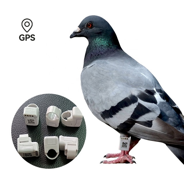Electronic Pigeon Ring Reviews for Sale Electric Bird Pigeon Ring Bands GPS tracker