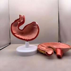 Modelo Anatómico Desmontable del Estómago del <span class=keywords><strong>Caballo</strong></span> - Herramienta Educativa Simulada para la Enseñanza de Ciencias Veterinarias y Equinas - Product Image 4