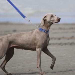 Collier antidérapant limité approuvé par l'entraîneur, collier pour chien Martingale robuste avec chaîne en acier inoxydable - Product Image 6