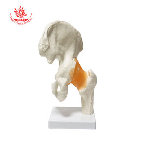 Modèle articulaire humain des articulations de l'épaule, de la hanche, de la main, du genou, du coude et du pied, pour l'enseignement médical de la répositionnement osseux, avec ligaments. - Product Image 3