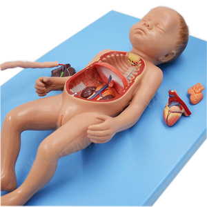 GelsonLab HSBM-471 New Chất Lượng Cao Con Người Hệ Thống Tuần Hoàn Máu Mô Hình Của Thai Nhi Máu Tuần Hoàn Hệ Thống Mô Hình - Product Image 3