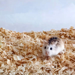 Literie <span class=keywords><strong>de</strong></span> rasage en <span class=keywords><strong>bois</strong></span> <span class=keywords><strong>de</strong></span> haute qualité, adapté au lapin, <span class=keywords><strong>cochon</strong></span> <span class=keywords><strong>d</strong></span>'<span class=keywords><strong>inde</strong></span>, hamburgers, Chinchilla, bœuf, souris, Gerbil - Product Image 3