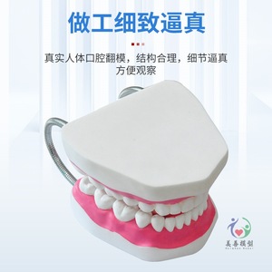 Enseñanza de cuidado dental en jardín de infantes: Cuidado del modelo dental humano, demostración dental con modelo oral ampliado 6 veces - Product Image 2