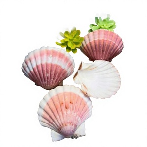 Conchas de Vieira Naturales Pulimentadas Ecológicas al por Mayor, Conchas Marinas Reales para Manualidades, Joyería, Decoración con Temática de Playa, Decoración de Mesa de Boda - Product Image 1