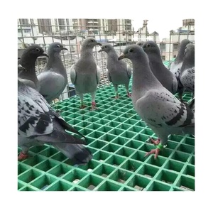 Suelo de rejilla Frp de fibra de vidrio de 38*38*25mm - Product Image 4