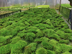 Kit de terrariums en mousse préservée air Plantes <span class=keywords><strong>Terrarium</strong></span> Géométrique Plante d'intérieur <span class=keywords><strong>Terrarium</strong></span> en verre Mousse naturelle - Product Image 6