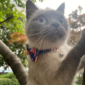 Nuevo Collar para Gato con Bandera Americana, Lazo y Campana, Cierre de Hebilla, Venta Caliente Transfronteriza, Venta Directa de Fábrica - Product Image 2