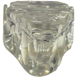 Modèle anatomique transparent de dents d'animaux, mâchoire dentaire pour outil éducatif vétérinaire (Chat) Transparent - Product Image 2