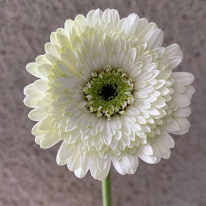 Base de plantación de flores frescas de Yunnan Flores decorativas al por mayor <span class=keywords><strong>Gerbera</strong></span> <span class=keywords><strong>Jamesonii</strong></span> - Product Image 4