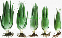 Machine de transformation des produits à l'aloe vera / Machine d'extraction de gel de cactus / Machine d'extraction et de pelage des feuilles d'aloe vera