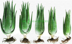 Máquina Procesadora de Productos de Aloe/ Máquina de Extracción de Gel de <span class=keywords><strong>Cactus</strong></span>/ Máquina Peladora y Extractora de Hojas de Aloe Vera - Product Image 6