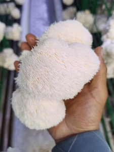 Contenedor de Cultivo Hidropónico de Hongos Shiitake y Matsutake Hezhou HM-40FT, Sistema de Aire Fresco, Controlado por PLC, Alto Rendimiento, Ahorro de Energía - Product Image 3