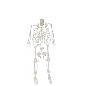 Modelo de <span class=keywords><strong>Esqueleto</strong></span> Humano Desarticulado de PVC para Enseñanza Médica - Product Image 1