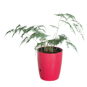 Vuelos de macetas de plástico al por mayor de plástico macetas de flores de Color olla - Product Image 3