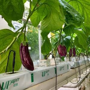 Sacs <span class=keywords><strong>de</strong></span> culture pour plantes en laine <span class=keywords><strong>de</strong></span> roche biodégradable, remplacement du coco peat, pour tomates, fraises, légumes, vente en gros, grande taille - Product Image 4