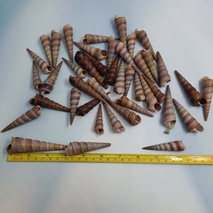 Conchiglia di conchiglia a vite nera da 5-7cm per decorazioni artigianali fai da te - Product Image 5