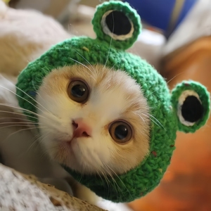 Personalisierte Luxus-Polyester-Haustier-Kopfbedeckung Verstellbare Gewebte Hüte für Katzen und Hunde Lustige Cosplay-Verkleidungen - Product Image 4