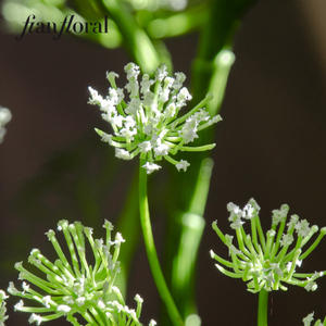 ANETHUM手作り工場卸売リアルタッチプラスチックワイヤー人工アネモネ花ホームウェディングパーティー母の日デコレーション - Product Image 4