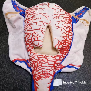 מבנה כלי דם תלת ממדי של כלי דם של היריון, חומר בד מודל עושה ברחם של חתכים מרובים - Product Image 2