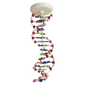 DNAモデル、DNA二重らせんモデル、DNA色二重らせん医学モデル - Product Image 5