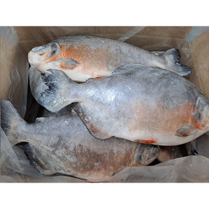 Pescado Rojo Pomfret, Precio del Pescado Pompano Rojo Entero y Redondo, Pescado Pomfret Congelado IQF, <span class=keywords><strong>Pacu</strong></span> Rojo - Product Image 5
