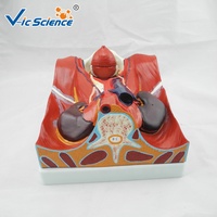 Modelo Anatómico del Sistema Urinario Humano, Modelo de Riñón, Uréter, Vejiga y Uretra para Enseñanza Médica en Urología, CE/ISO/ROHS/CNAS