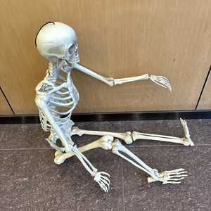 Nuevo Estilo 2026, Esqueleto Humano Gigante Realista de 152 cm (60 Pulgadas) para Decoración de Jardín, Accesorios de Halloween para Exteriores - Product Image 2