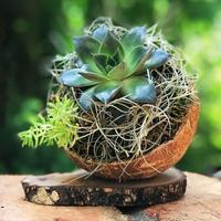 Pot Tanaman dari Kulit Kelapa 100% Kerajinan Tangan Ramah Lingkungan dengan Tali Gantung, Tahan Lama & Biodegradable, Gaya Farmhouse, Buatan Vietnam