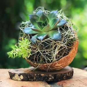 100% Handicraft and Eco-Friendly Coconut Shell Plant Pot/ Coconut Planter Pot With Hanging Rope Made in Vietnam - Product Image 6