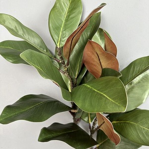 Plantas Artificiales, Ramas de Magnolia al por Mayor, Hojas de Árbol de Caucho Artificiales, Ramas de Magnolia de Plástico para Decoración del Hogar - Product Image 3