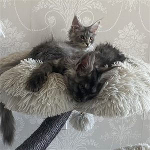 Moderne 4-laags ecologische kattenboom met geïntegreerd kattenhuis, van hout en sisal, groot klim-, spring- en krab-speelgoed, kartonnen verpakking - Product Image 4