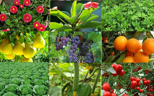 Dimetomorfo 80% WG WDG, <span class=keywords><strong>Fungicida</strong></span> de Alta Potencia para el Control de la Plaga de Mildew en Uvas y Vegetales, Pesticida Protector - Product Image 4