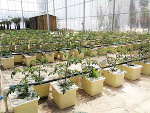 Nhà Kính nông nghiệp hydroponics rdwc Hà Lan xô hệ thống cho khu vườn thẳng đứng - Product Image 2