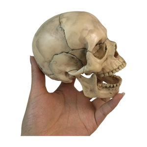 Modèle de crâne coloré avec 15 pièces détachables, outil d'enseignement médical, esthétique et dentaire du crâne, mini crâne en gros. - Product Image 4