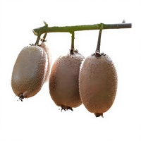 Hoogwaardig en rijk geconcentreerd 10:1 kiwi fruit extract poeder, vitamine, wateroplosbaar, puur natuurlijk, voedingskwaliteit, waterextractie