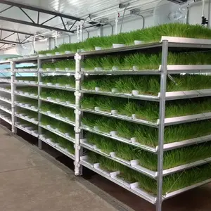 Automatic animal fodder sprout container / Hydroponic barley fodder growing system with green channel trays